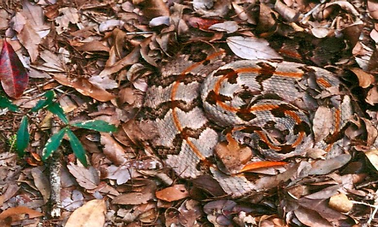 Venomous Snakes Of North Carolina Worldatlascom
