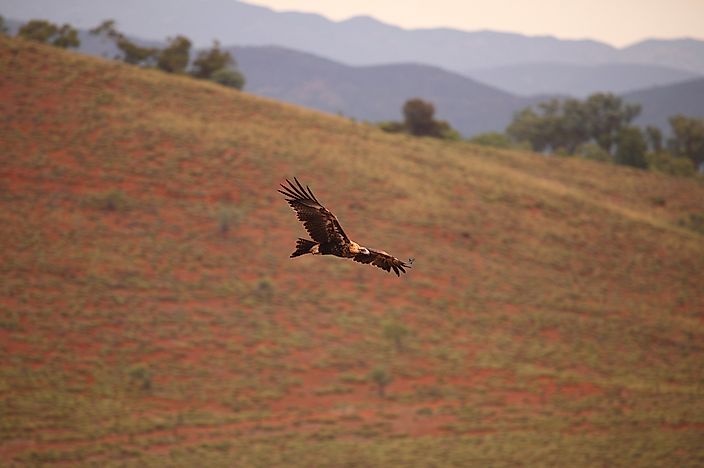 #3 Australian Wedge-Tailed Eagle
