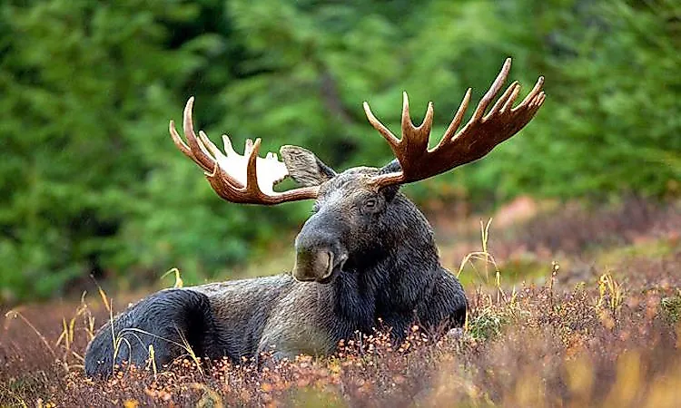 #8 Moose -