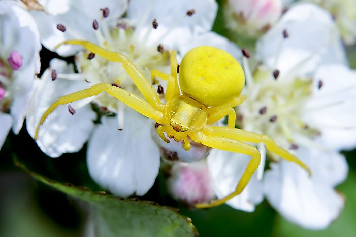 #12 Goldenrod Crab Spiders