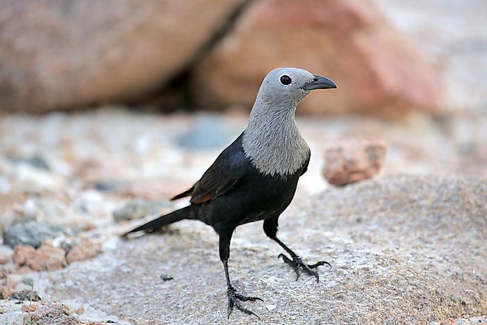 #4 Socotra Starling