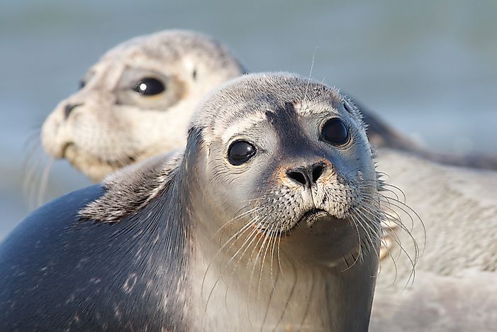 #7 Harbor seal