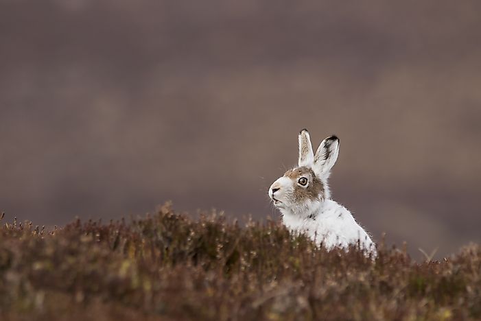 #6 Mountain Hare