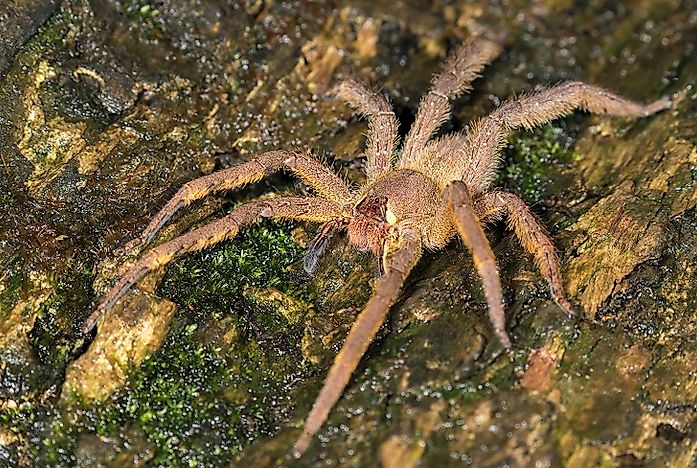 #8 Brazilian Wandering Spider