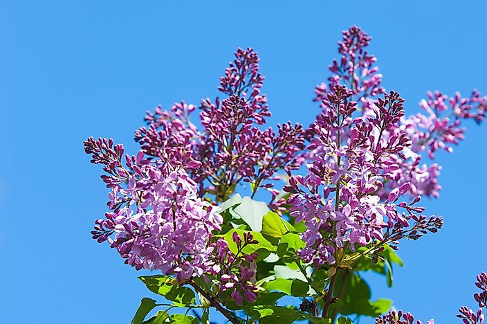 New Hampshire State Flower Va Happy