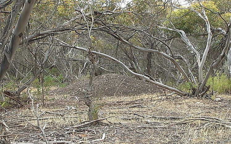 The huge mound nest of the malleefowl.