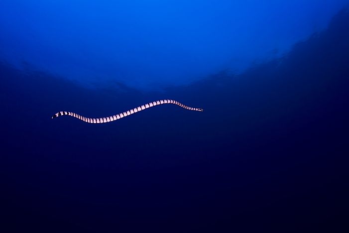 #8 Black-banded Sea Krait