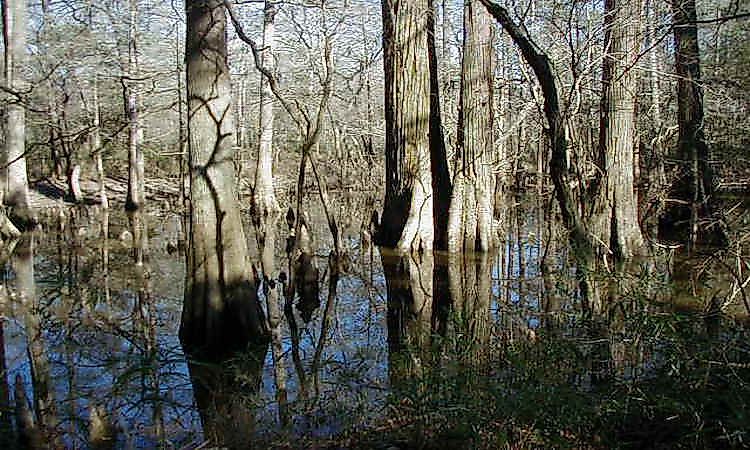 #2 Big Thicket National Preserve -
