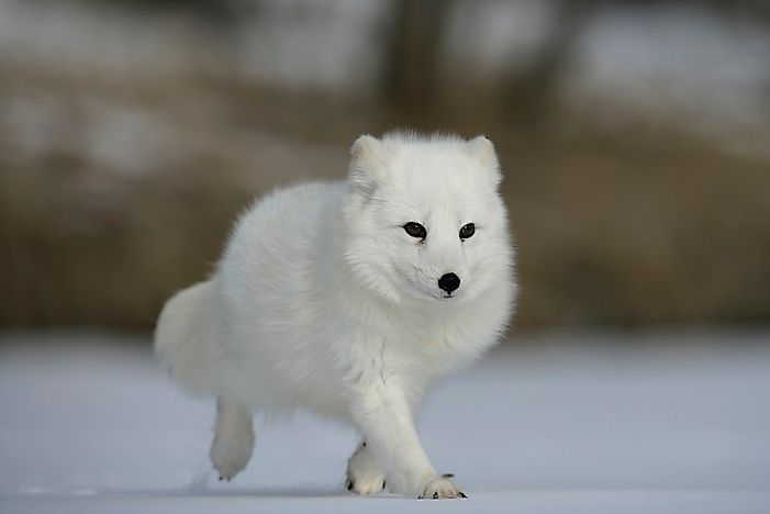#1 Arctic Fox