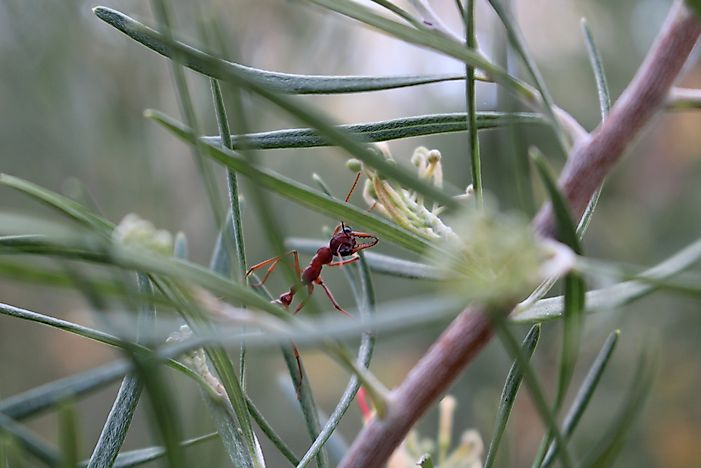 The World's Most Dangerous Ants