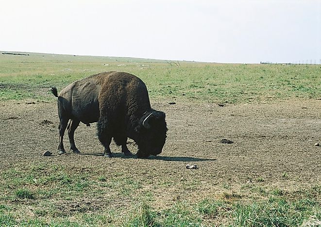 #5 American Bison
