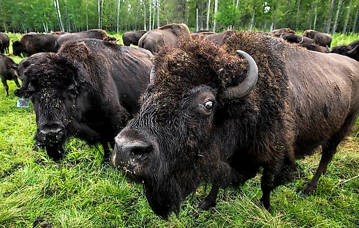 The Biggest National Parks And Reserves In Canada
