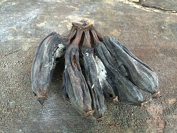 #5 Effects of Panama Disease