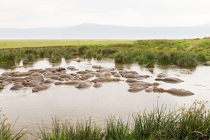 #12 Bloat of Hippopotamuses