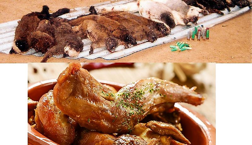 What is Bushmeat?