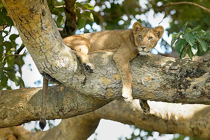 A lion in Queen Elizabeth National Park, Uganda. A lion in Queen Elizabeth National Park, Uganda.