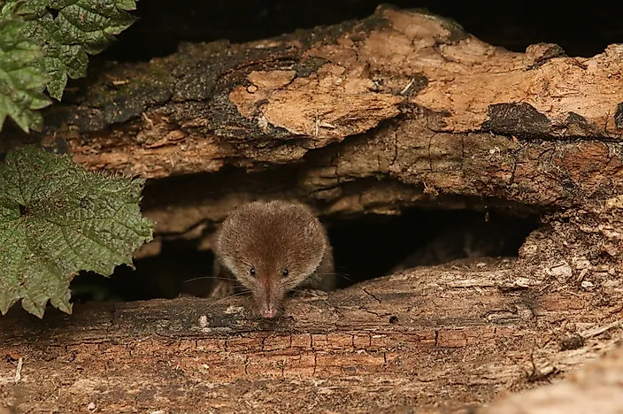 A shrew. A shrew.