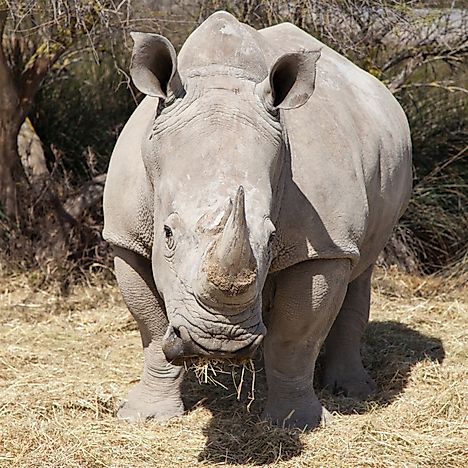 White Rhinoceros Facts: Animals of Africa