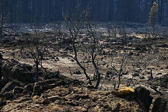 What Are The Effects Of A Wildfire?