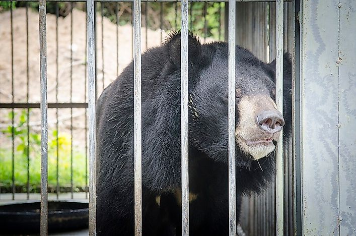 The Horrors Of The Bear Bile Trade
