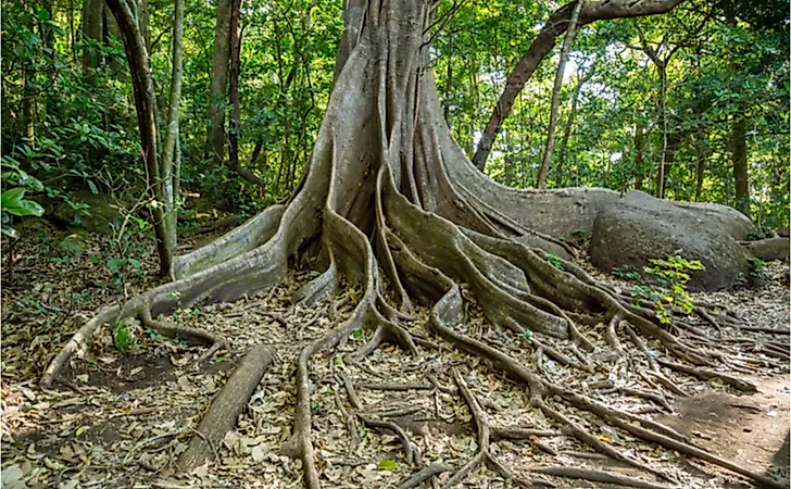A giant tree with buttress roots in the Costa Rican rainforest A giant tree with buttress roots in the Costa Rican rainforest