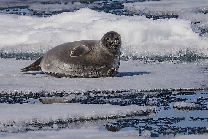 #4 Baikal seal