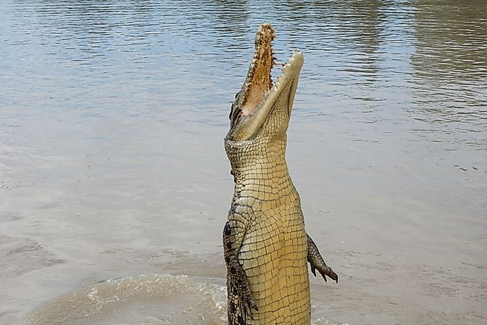 #5 Saltwater Crocodile
