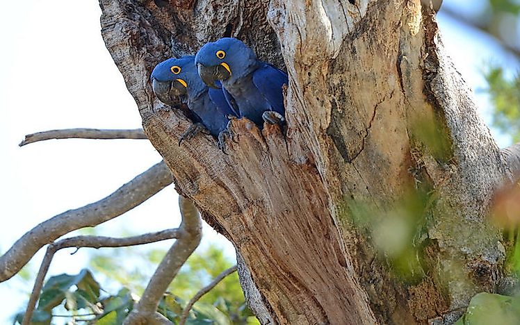 #2 Hyacinth Macaw
