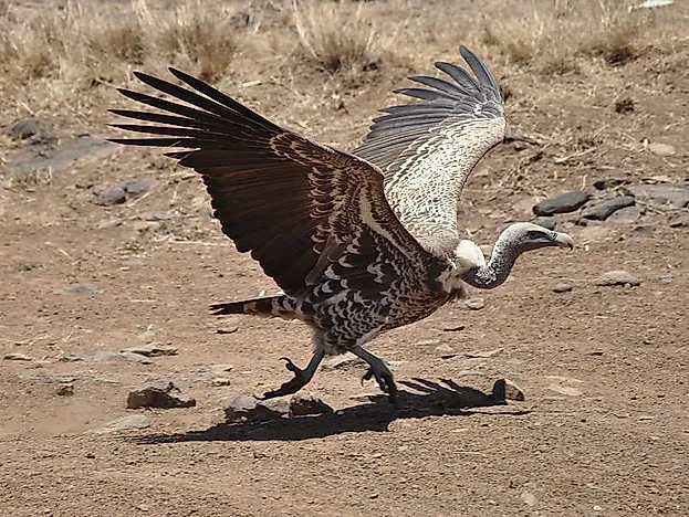 #4 Rüppell's vulture