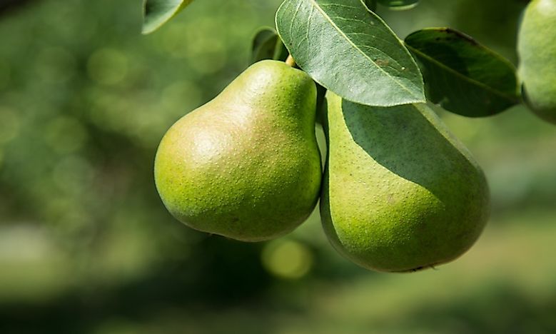 The World's Top Pear Producing Countries