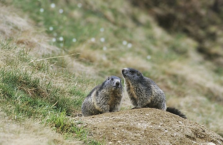 #10 Alpine Marmot