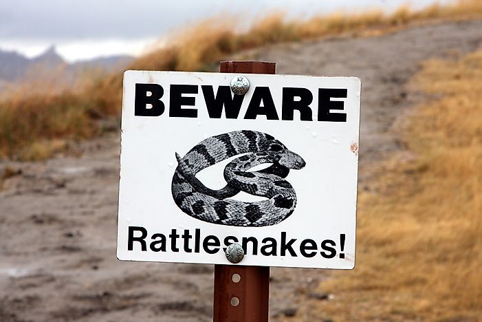 #2 Ophidiophobia