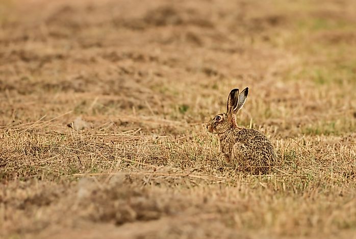 #4 European Hare