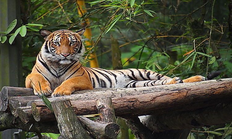 #3 Malayan Tiger -