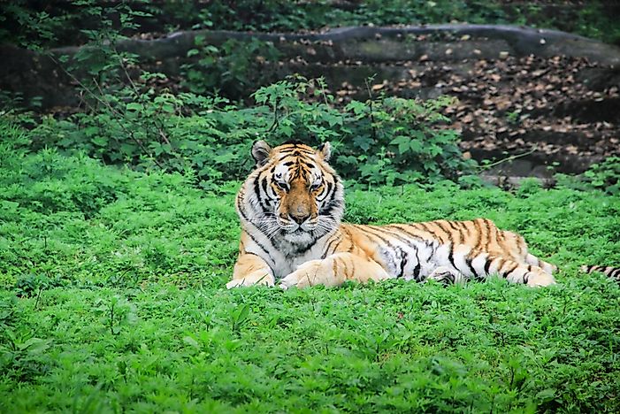 #7 South China tiger