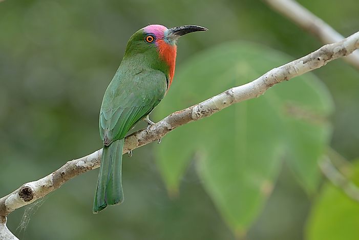 #5 Red-bearded Bee Eater