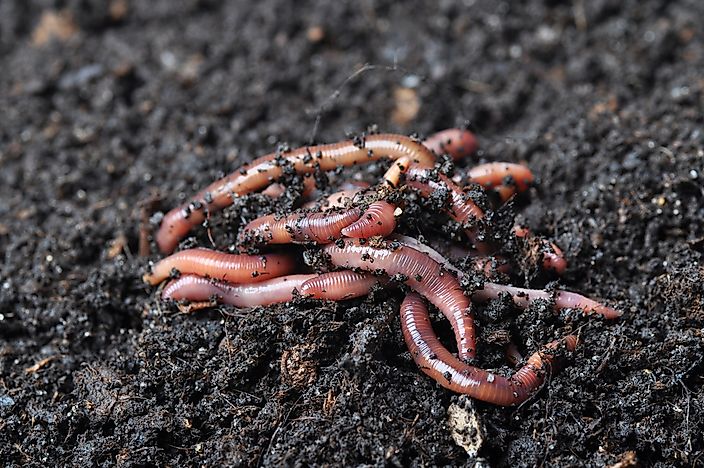 What Kind of Animals Live In The Soil?