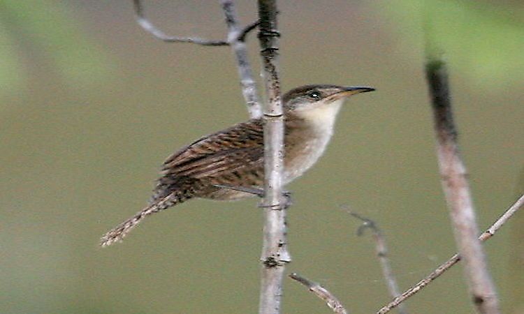 #8 Zapata Wren -