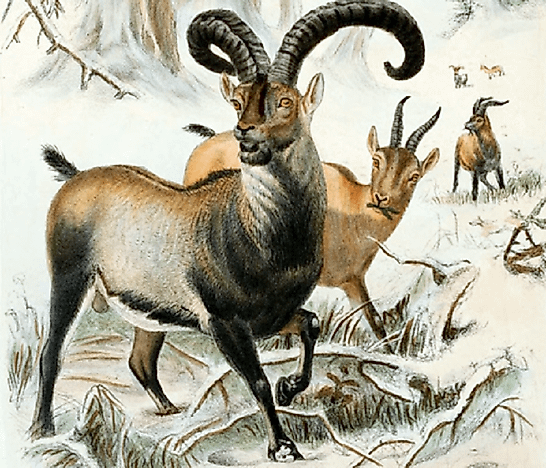 What Does Extinction Mean?