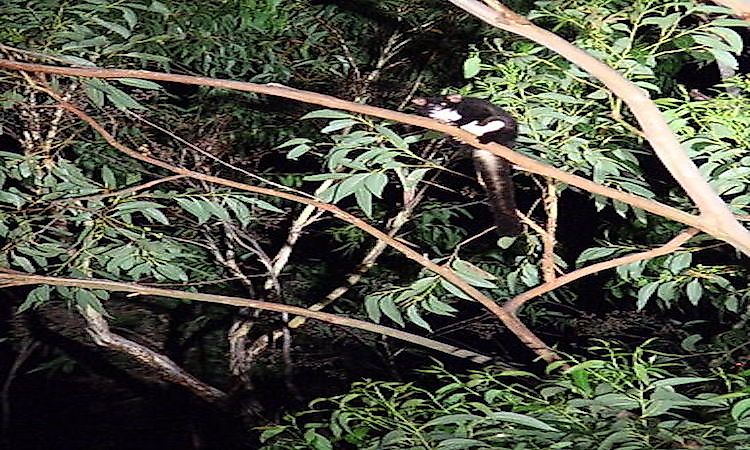 #7 Greater Glider -