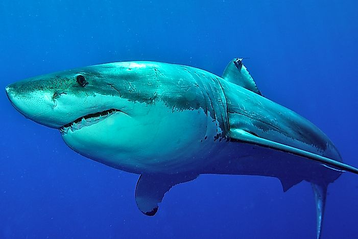 #2 Basking Shark - 40.4 Feet  