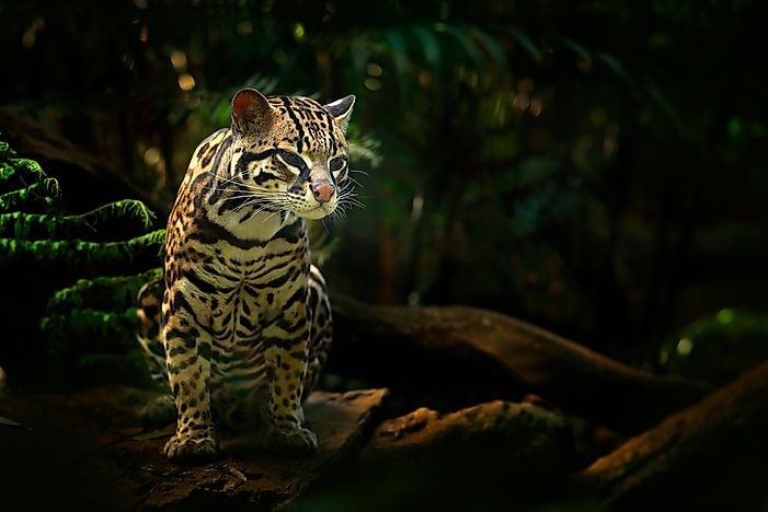 Margay in Costa Rica. Margay in Costa Rica.