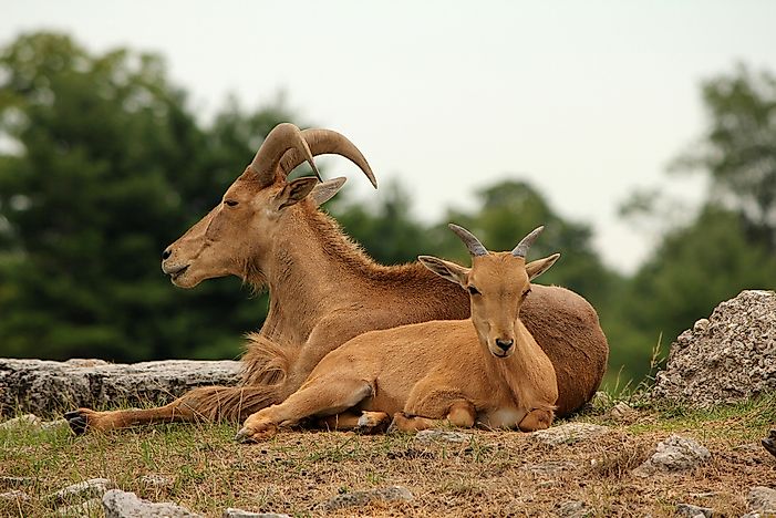 #6 Barbary Sheep