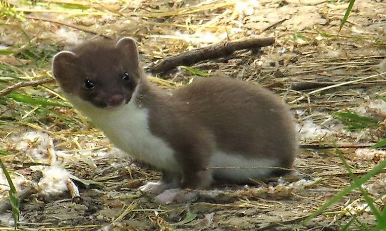#9 Stoat -