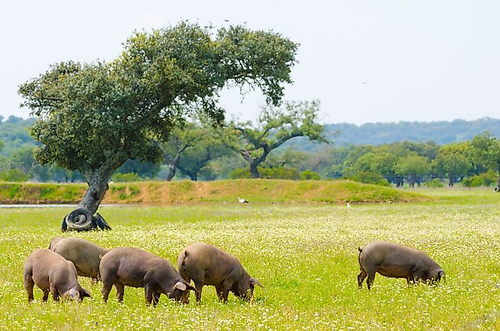 #4 Iberian Pig