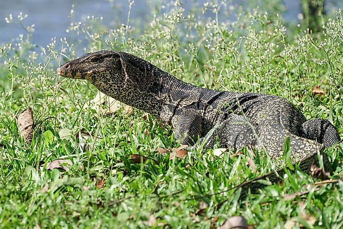#6 Asian Water Monitor