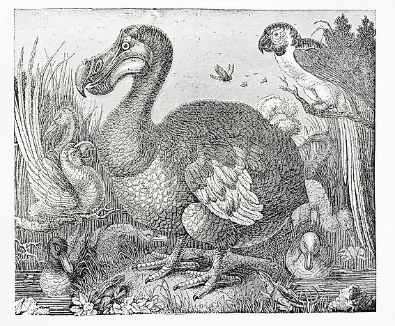 How Did the Dodo Bird Go Extinct?