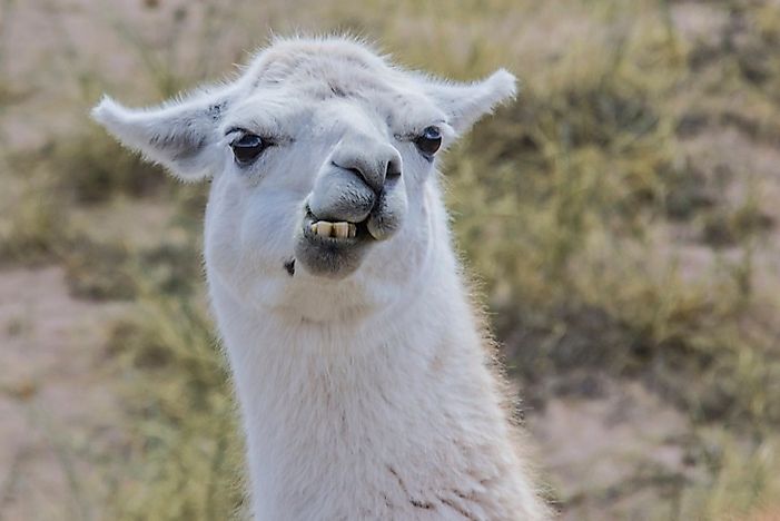 #4 Llama