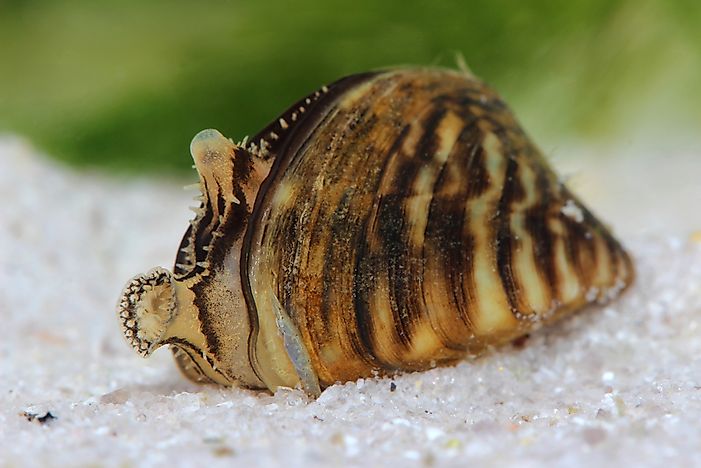 The Worst Invasive Crustacean and Mollusc Species