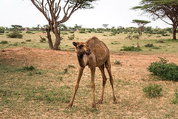 #6 Horn of Africa